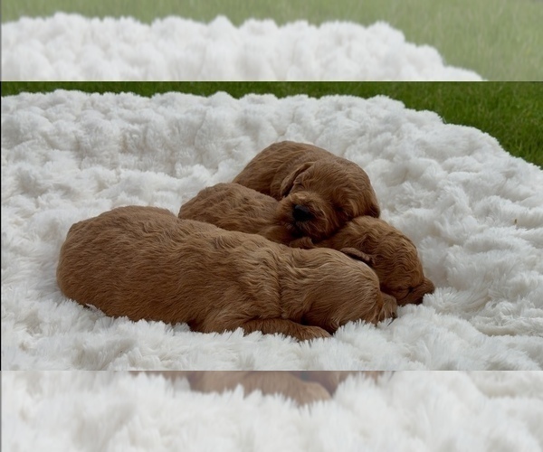 Medium Photo #3 Goldendoodle (Miniature) Puppy For Sale in RANDOLPH, WI, USA
