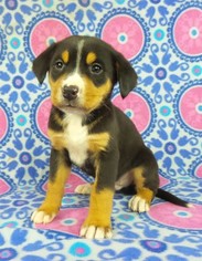 Greater Swiss Mountain Dog Puppy for sale in RIVERSIDE, IA, USA
