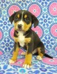 Small Photo #1 Greater Swiss Mountain Dog Puppy For Sale in RIVERSIDE, IA, USA