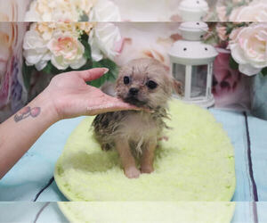 Griffonshire Puppy for sale in LAS VEGAS, NV, USA