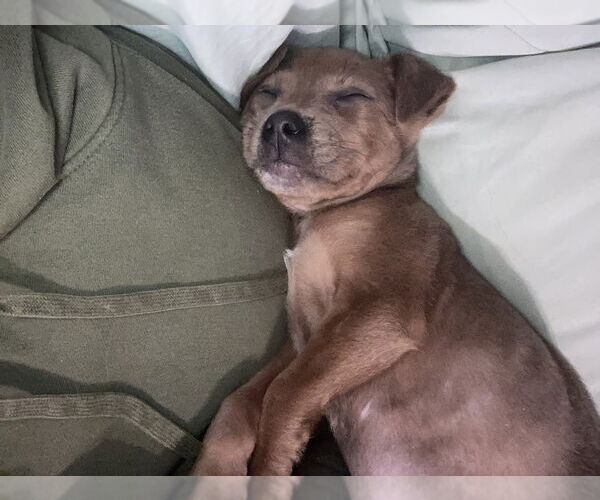 Medium Photo #3 Mutt Puppy For Sale in Aurora, IN, USA