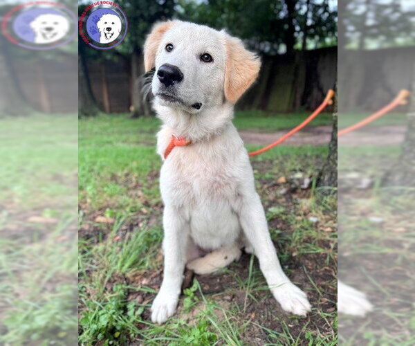 Medium Photo #11 Great Pyrenees Puppy For Sale in Spring, TX, USA
