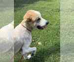 Small #1 Great Pyrenees Mix