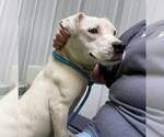 Small #2 American Staffordshire Terrier Mix
