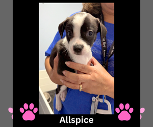 Mutt Dogs for adoption in GILBERTS, IL, USA