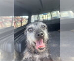 Small Mutt