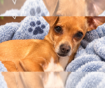 Patagonia - Female Chihuahua Dog for Adoption - Small photo