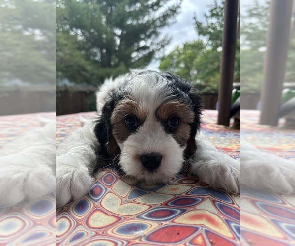Medium Photo #2 Cavachon Puppy For Sale in OLYMPIA, WA, USA