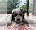 Small Photo #9 Cavachon Puppy For Sale in OLYMPIA, WA, USA