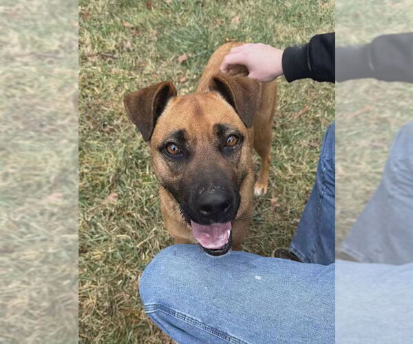 Medium Photo #2 Boxer-German Shepherd Dog Mix Puppy For Sale in Monterey, VA, USA