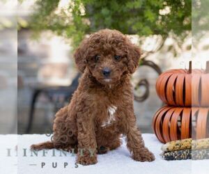 Cavapoo Puppy for sale in LITITZ, PA, USA