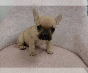 French Bulldog Puppy for sale in FULLERTON, CA, USA