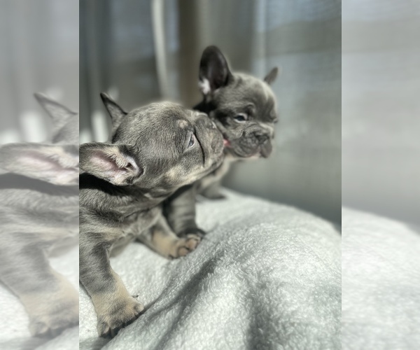 Medium Photo #2 French Bulldog Puppy For Sale in CHARLOTTE, NC, USA