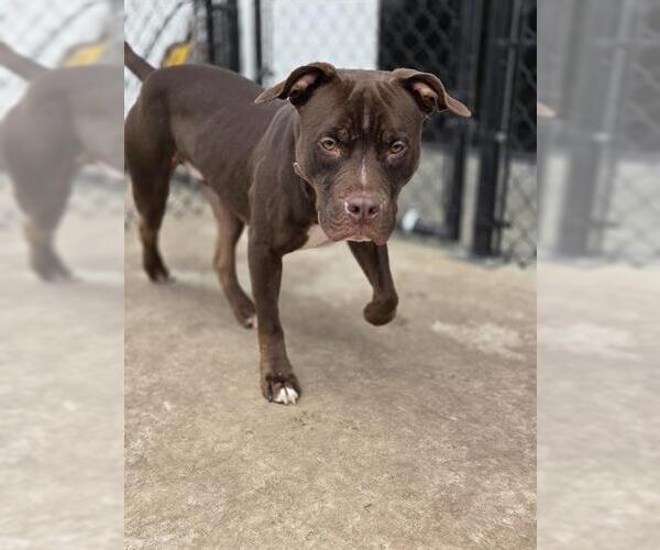 Medium Photo #2 American Pit Bull Terrier Puppy For Sale in Temple, TX, USA