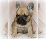 Small Photo #8 French Bulldog Puppy For Sale in WINNSBORO, TX, USA