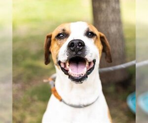 Pointer-Staffordshire Bull Terrier Mix Dogs for adoption in Sugar Land, TX, USA