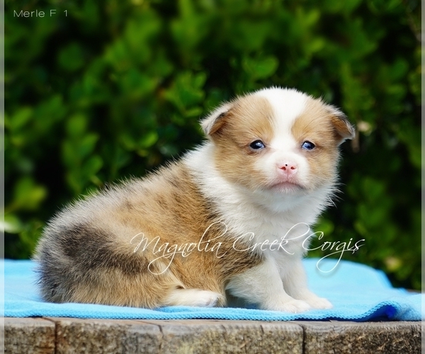 Medium Photo #1 Pembroke Welsh Corgi Puppy For Sale in CRESTVIEW, FL, USA