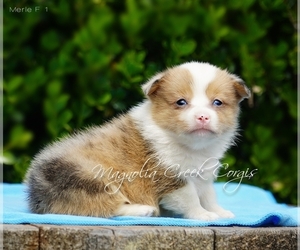 Pembroke Welsh Corgi Dog for Adoption in CRESTVIEW, Florida USA