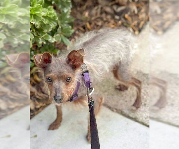 Medium Photo #2 Chihuahua-Tibetan Terrier Mix Puppy For Sale in Corona, CA, USA