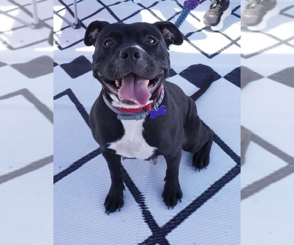 Medium Photo #1 American Pit Bull Terrier-American Staffordshire Terrier Mix Puppy For Sale in Chester, VA, USA