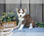 Small #1 Siberian Husky