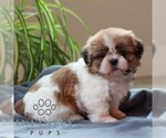 Small #3 Shih Tzu