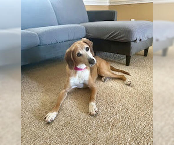 Medium Photo #2 Mutt Puppy For Sale in Brewster, NY, USA