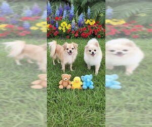 Shiranian Dogs for adoption in Weston, FL, USA