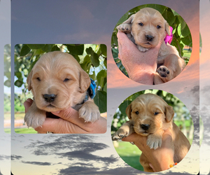 Golden Retriever Puppy for sale in COLORADO SPRINGS, CO, USA