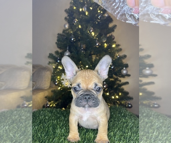 Full screen Photo #1 French Bulldog Puppy For Sale in ANAHEIM, CA, USA