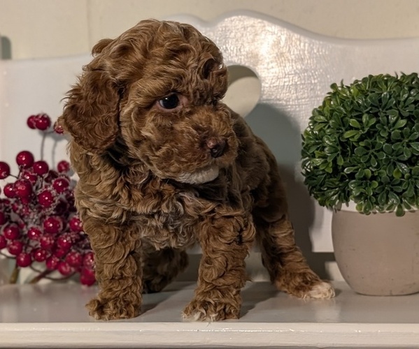 Medium Photo #18 Poodle (Miniature) Puppy For Sale in GOSHEN, IN, USA