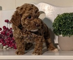 Small Photo #18 Poodle (Miniature) Puppy For Sale in GOSHEN, IN, USA