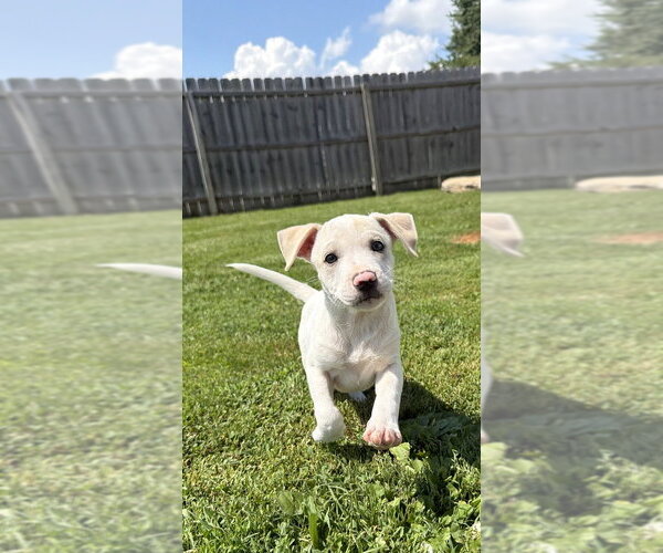 Medium Photo #8 Labbe Puppy For Sale in Aurora, IN, USA