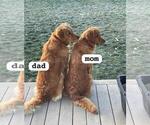 Small Photo #6 Golden Retriever Puppy For Sale in LIME SPRINGS, IA, USA