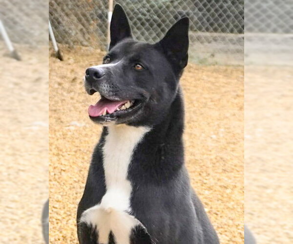 Medium Photo #4 Akita-Unknown Mix Puppy For Sale in Anniston, AL, USA