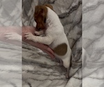 Small #3 Jack Russell Terrier