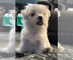 Puppy Andy Maltese-Morkie Mix