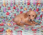 Small Photo #9 Golden Retriever Puppy For Sale in BLOOMINGTON, IN, USA