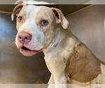 Small #1 American Staffordshire Terrier Mix