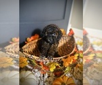 Small #6 Poodle (Toy)