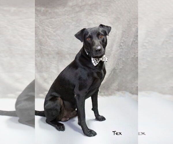 Medium Photo #2 Labrador Retriever-Unknown Mix Puppy For Sale in Hot Springs Village, AR, USA