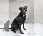 Small #1 Labrador Retriever Mix