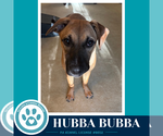 Small Photo #2 Mutt Puppy For Sale in Kimberton, PA, USA