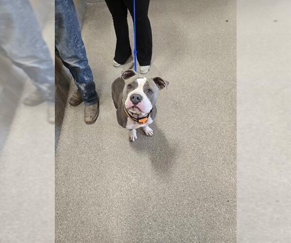 Medium Photo #1 Mutt Puppy For Sale in Louisville, KY, USA