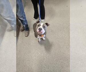 Mutt Dogs for adoption in Louisville, KY, USA