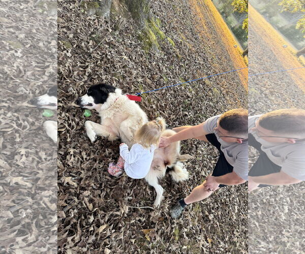 Medium Photo #2 Great Pyrenees-Unknown Mix Puppy For Sale in Croydon, NH, USA