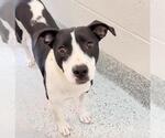 Small #1 American Staffordshire Terrier Mix