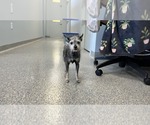 Small #3 Chihuahua Mix