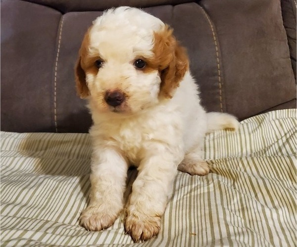 Medium Photo #9 Bernedoodle (Miniature) Puppy For Sale in LEETONIA, OH, USA