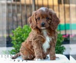 Small #2 Cavapoo (Miniature)